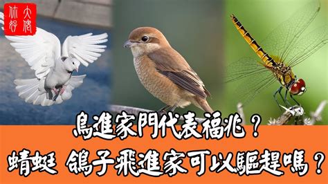 鳥飛進家裡代表什麼|【鳥飛進家裏代表什麼】鳥飛進家裡暗藏玄機！解讀徵兆，趨吉避。